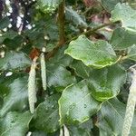 Garrya elliptica Leaf