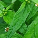 Galinsoga parviflora पत्ता