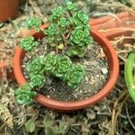 Sedum oreganum Foglia