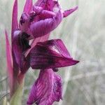 Anacamptis papilionacea Цвят