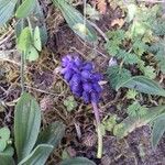 Muscari neglectumKwiat