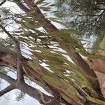 Eucalyptus camaldulensis Листок