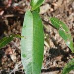 Persicaria amphibia Leaf