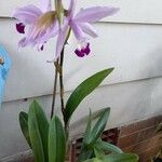 Cattleya intermedia Blomst