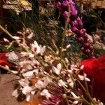 Retama raetam Fleur