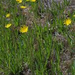 Krigia dandelion Habitus