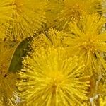 Acacia podalyriifolia Flower