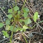 Claytonia rubra Blatt