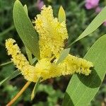 Acacia longifolia Flower