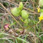 Rhinanthus minor Owoc