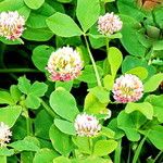 Trifolium hybridum Flower