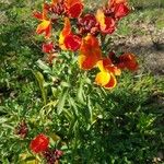 Arabis auriculata Květ