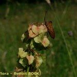 Rumex aquitanicus Mbuma