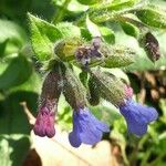 Pulmonaria affinis Fula