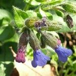 Pulmonaria affinis Květ