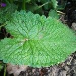 Betonica macrantha Leaf