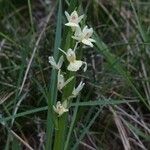 Dactylorhiza insularis Flower