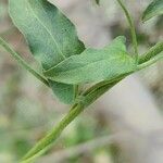 Convolvulus glomeratus Folha