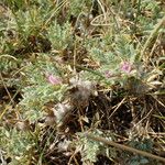 Astragalus thracicus Hábitos