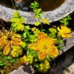 Trollius asiaticus Květ