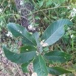 Quercus acutissima Leaf