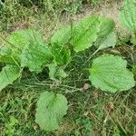 Plantago rugelii Folha