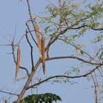 Moringa oleifera Frukto