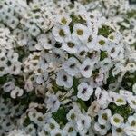 Lobularia maritima Flower