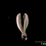 Pelexia obliqua Otro