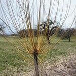 Salix viminalis Habit