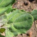 Chenopodium quinoa Лист