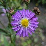 Symphyotrichum novi-belgiiFlower