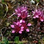 Saxifraga retusa Hábitos