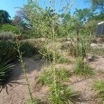 Eryngium paniculatum Alkat (teljes növény)