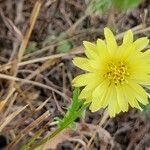 Pyrrhopappus carolinianusFlower