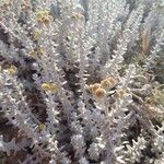 Achillea maritimaफूल