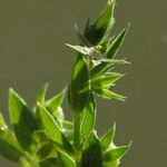 Lysimachia linum-stellatum Květ