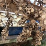 Atriplex hortensis Fruit