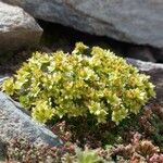 Saxifraga exarata 花