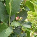 Amelanchier alnifolia Fruit