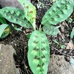 Calathea roseopicta Hoja