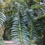 Cephalotaxus fortunei Blad