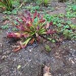 Sarracenia psittacina Çiçek