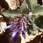 Paederota bonarota Flower