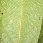Ocotea helicterifolia Levél