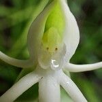 Habenaria trifida Flower