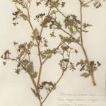 Anthriscus caucalis autre