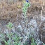 Echium arenarium кора