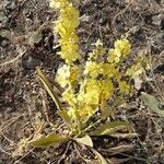 Verbascum undulatum Flower