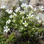 Arenaria grandiflora موطن